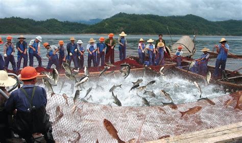are salmon native to china